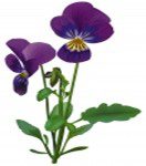 Two purple pansies on a white background.